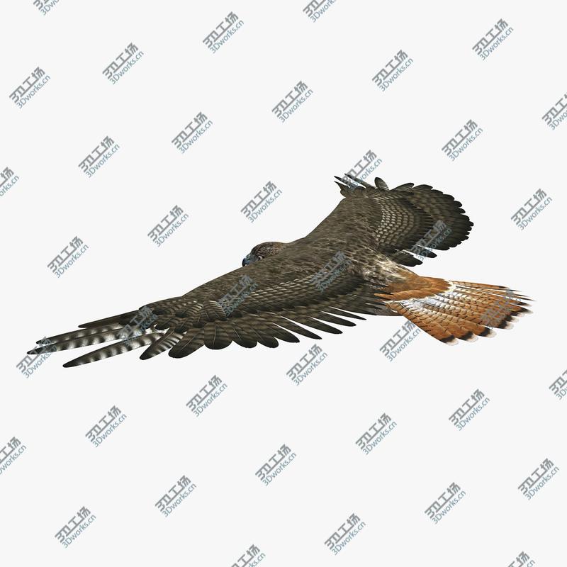images/goods_img/202105074/Hawk (RIGGED)/5.jpg